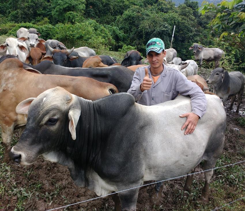 Felipe Devis Posada junto al ganado en una finca colombiana