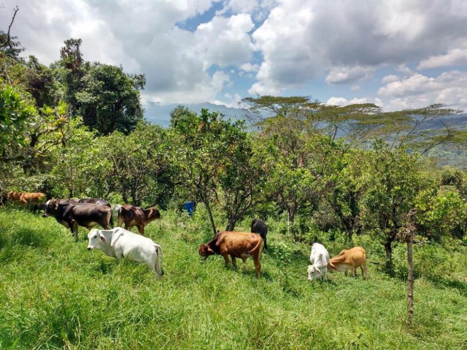 Pradera ganadera colombiana con árboles para un sistema silvopastoril